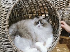 -藏猫猫咖啡主题馆(中央大道店)