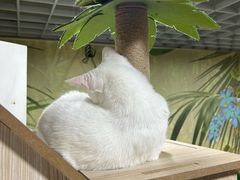 -猫小院猫主题餐厅(南锣旗舰店)