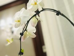 -子霖南山鲜虾面(南山总店)