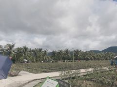 -亚龙湾国际玫瑰谷