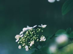 -蜀冈西峰生态公园