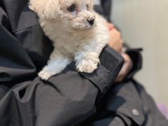 -宠爱国际动物医院· 猫科· 外科·中兽医(长白店)