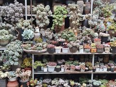 -青石桥花鸟鱼虫市场(叠翠城店)