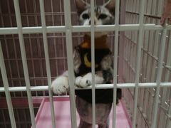 -藏猫猫咖啡主题馆(中央大道店)