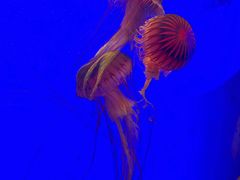-上海海洋水族馆