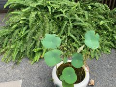 -梅间堂茶馆(绿地缤纷城店)
