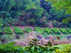 -深圳国际园林花卉博览园