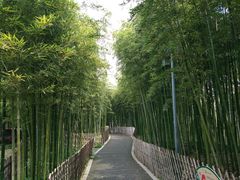 -陈家山荷花公园