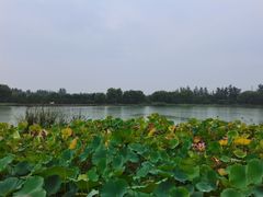 -燕郊植物园