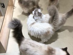 -藏猫猫咖啡主题馆(中央大道店)