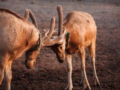-盐城丹顶鹤湿地生态旅游区