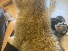 -有喵·猫咖·狗咖·30几只猫10只小狗(岗厦店)