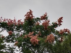 -上海吴淞炮台湾国家湿地公园