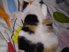 -美联众合动物医院(·中兽医·疑难杂症·严家桥分院)