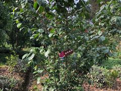 -樱桃山旅游景区