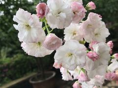 -南山植物园