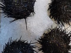 -醉胶东(友谊店)