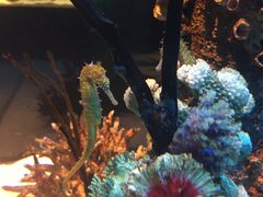 -暹罗海洋世界