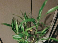 -迈格笙SPA·影院式足道·采耳(金桥店)