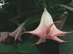 -广西壮族自治区药用植物园