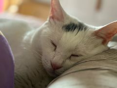 -瑞派天宁宠物医院·猫科·异宠中心