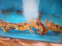 -苏大嘴海鲜牧场(奥林匹克店)