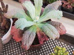 -金陵花卉交易市场