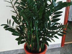 -张钰强中医正骨推拿连锁(唐家人才公寓店)