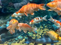 -上海海洋水族馆