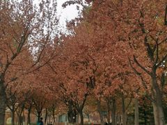 -大兴滨河森林公园