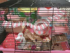 -钓仓鼠(洋桥北里小区店)