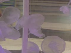 -梦幻海洋王国(吾悦广场张家港店)