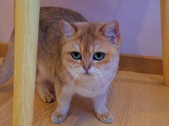 金桔-猫咪派对(江南西店)