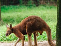 -杭州野生动物世界