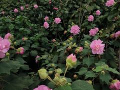 -广西壮族自治区药用植物园