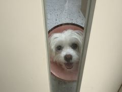 -瑞派康怡24h宠物医院·犬猫医疗中心·微创绝育(瑞景分院)