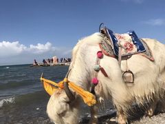 -青海湖国家重点风景名胜区