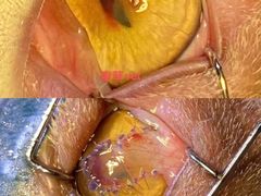 -美联众合动物医院(·中兽医·疑难杂症·严家桥分院)