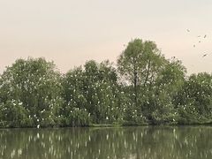 -大湾区中央湿地公园