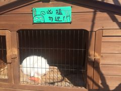 海边的猫和咖啡馆-海边的猫和咖啡馆