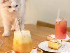 -滚猫咖啡·猫咖·猫友好撸猫(未来城店)
