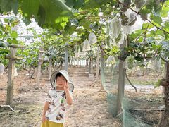 -马陆小张葡萄园农家乐