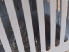 -宠颐生斯嘉宠物医院·急重症·心内科(谷阳北路分院)