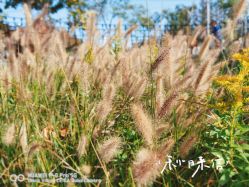 -前小桔亲子创意农场·草莓采摘·露营烧烤