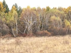 -塞罕坝国家级自然保护区