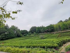 -雁南飞茶田景区