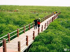 -北海金海湾红树林生态旅游区