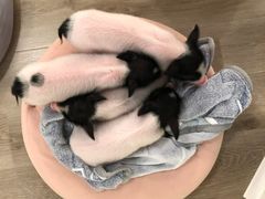 -浣熊柯尔鸭土拨鼠·电玩咖