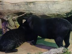 -杭州野生动物世界