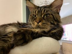 -酷豆宠物咖啡·宠物美食·撸猫馆